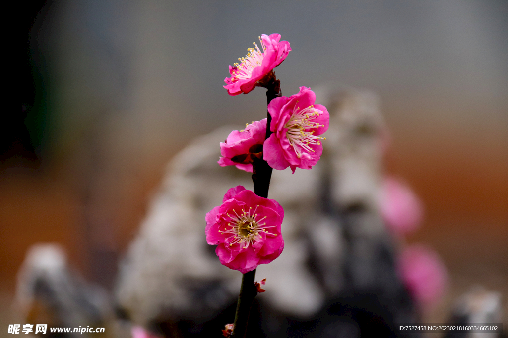 梅花