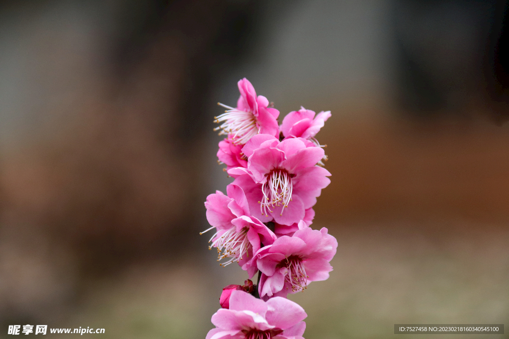 梅花