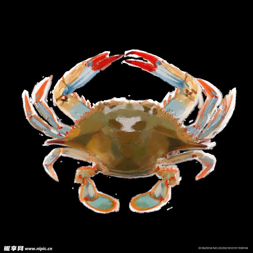 梭子蟹