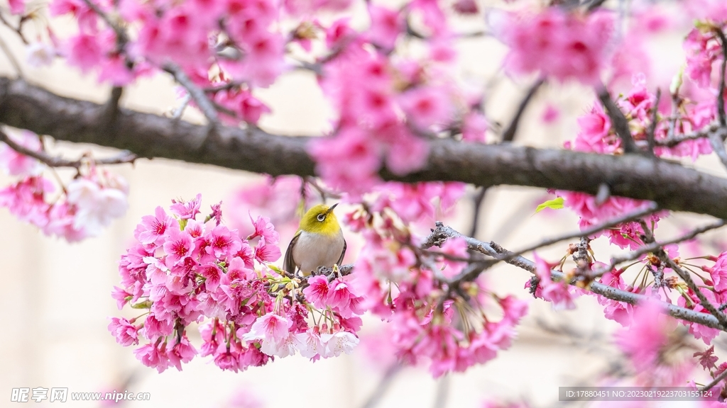 梅花