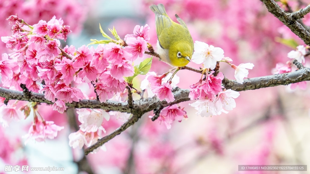 梅花