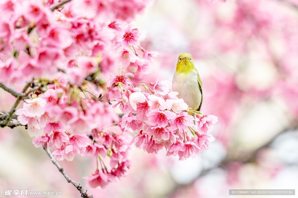 梅花