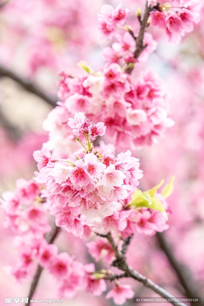 梅花