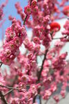红梅花