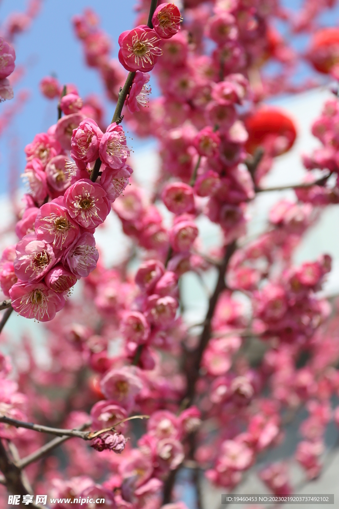 红梅花