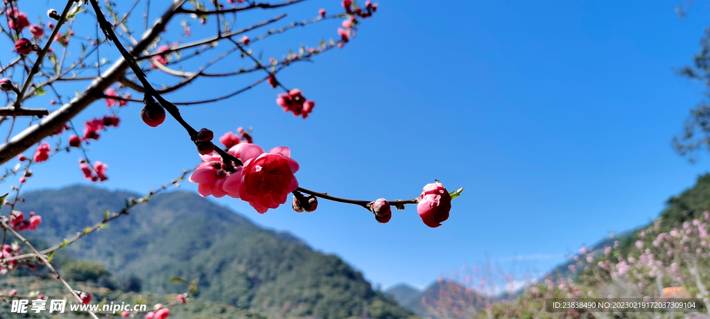 桃花