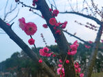 朱砂梅花蕾