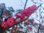 一枝红梅