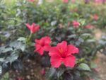 红色朱瑾花