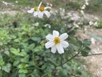 小白花
