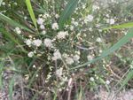 小白花