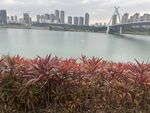 江边风景