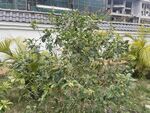桂花树