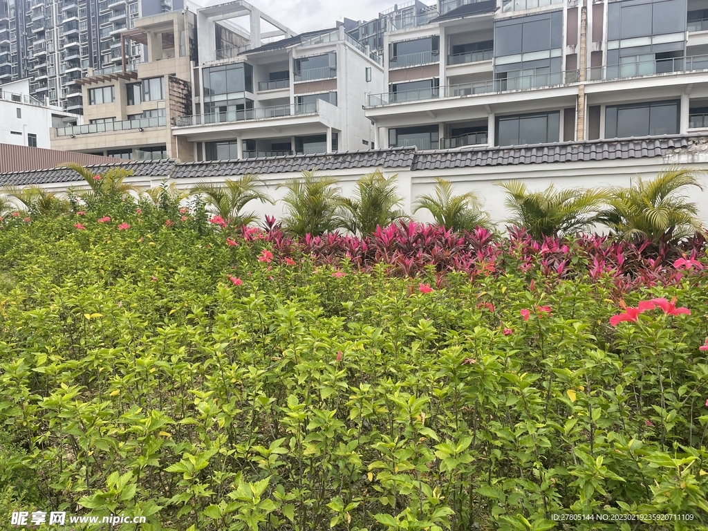 绿化风景植物