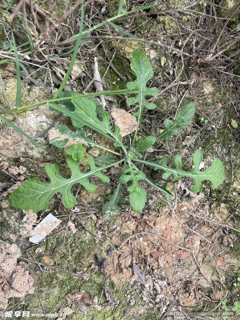 野菜