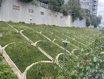 绿化风景