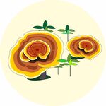矢量灵芝