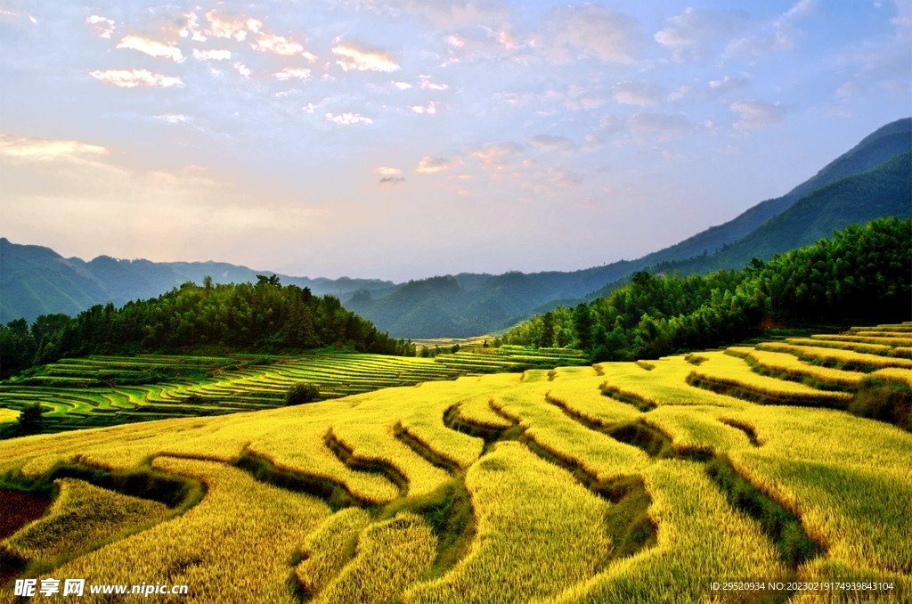 金黄梯田