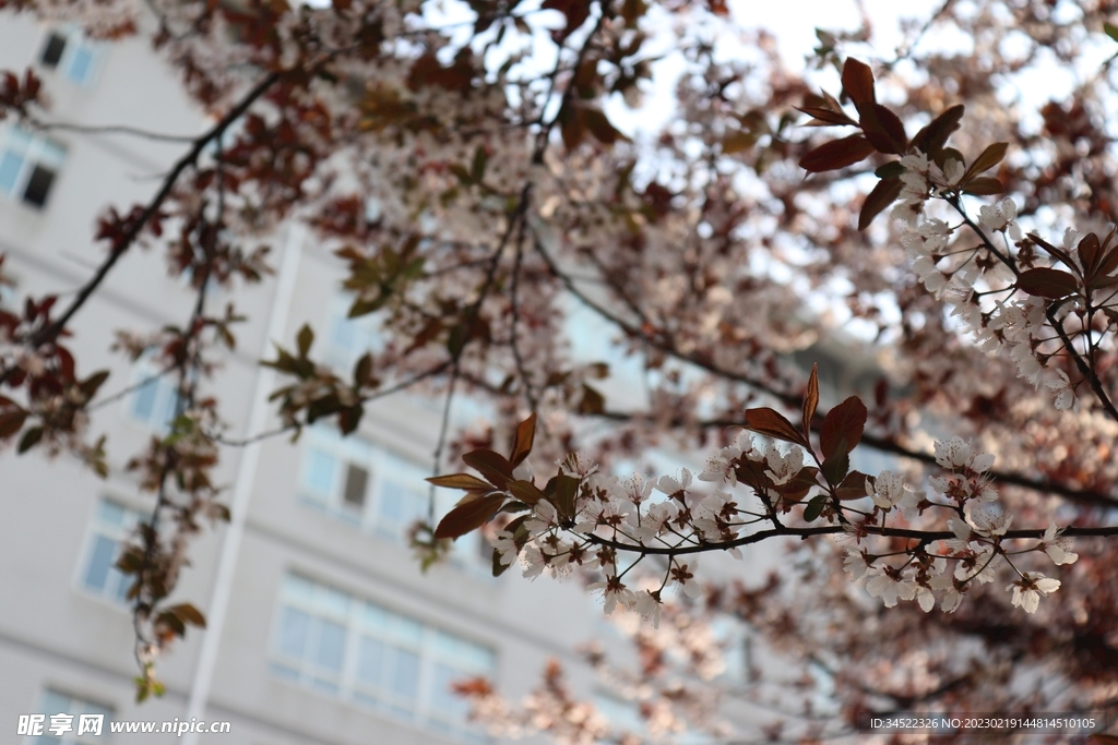 花景
