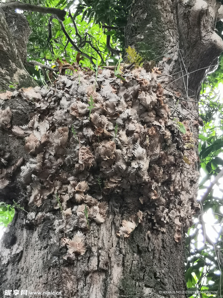 植物枝干寄生科