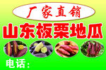 山东板栗地瓜