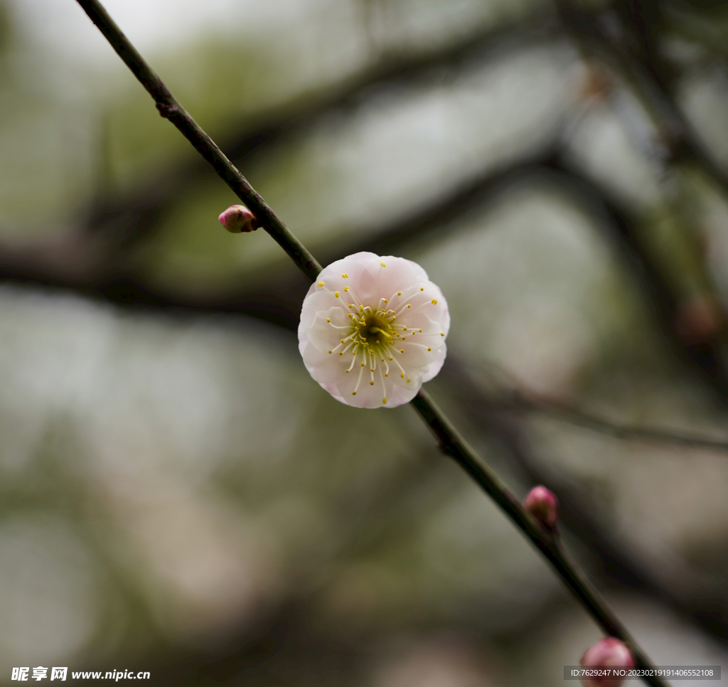 西溪湿地梅花