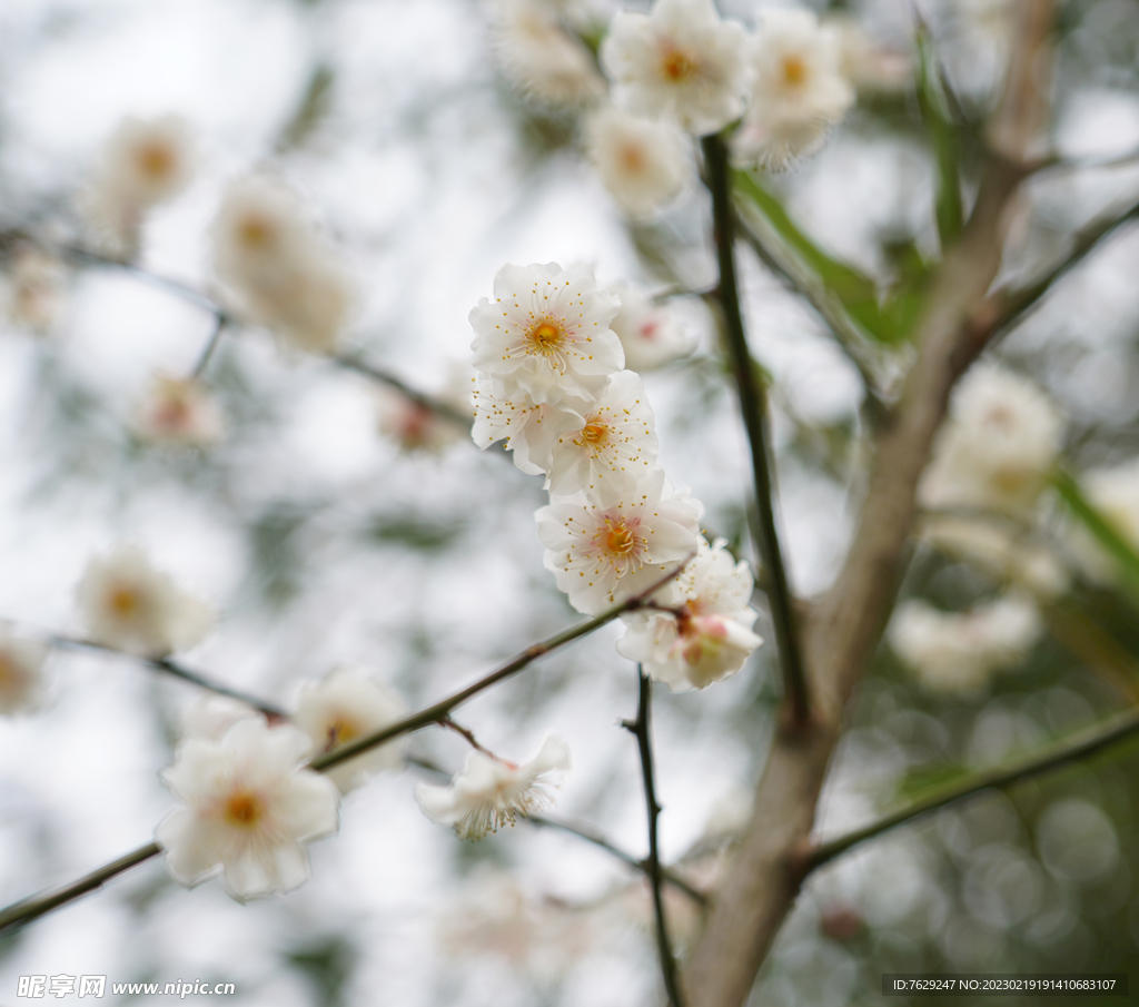 西溪湿地梅花