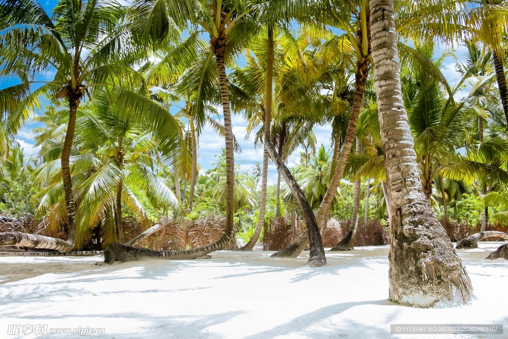 加勒比海棕榈树图片