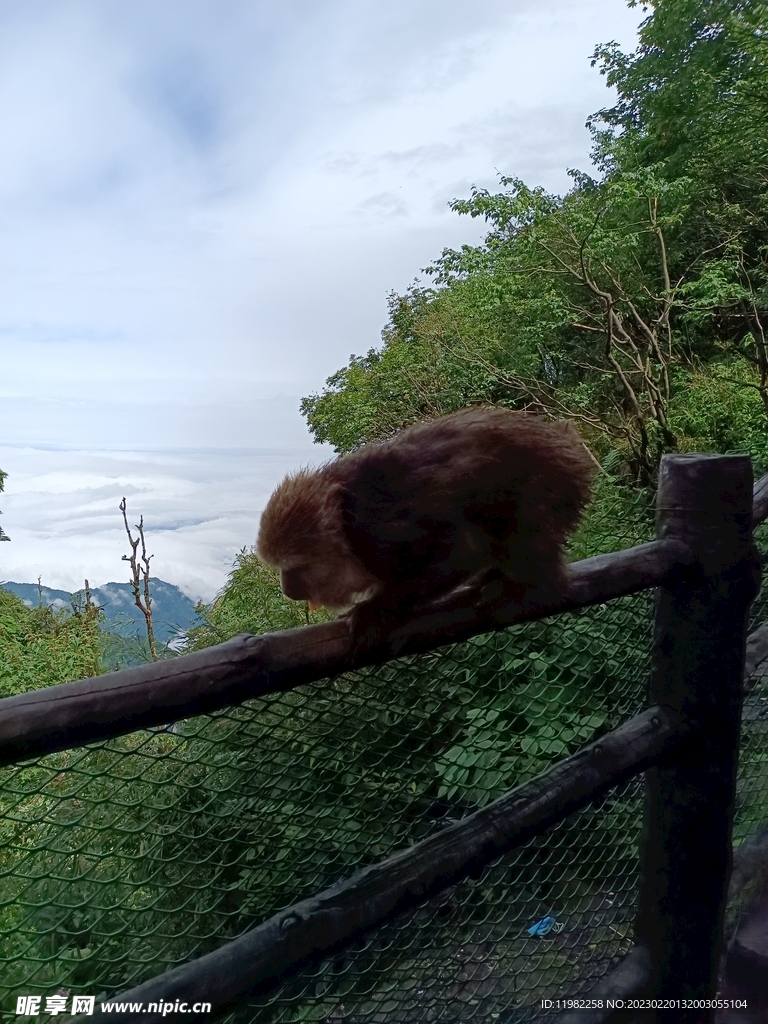 峨眉山猴子