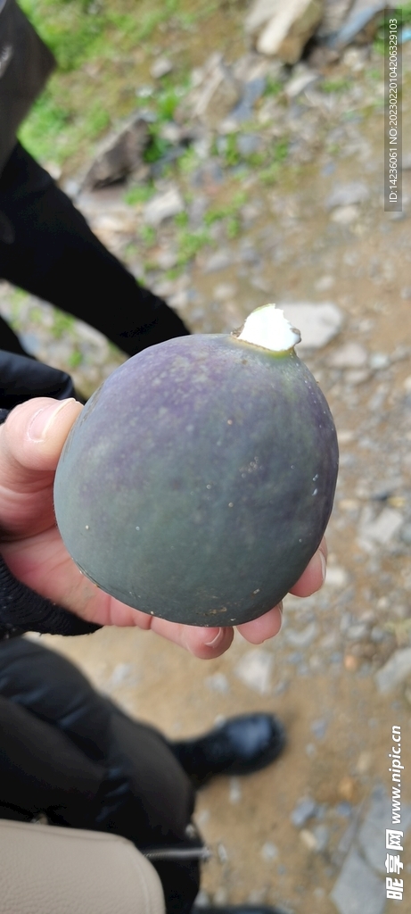 凉粉果