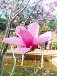 玉兰花