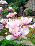 玉兰花