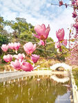 玉兰花