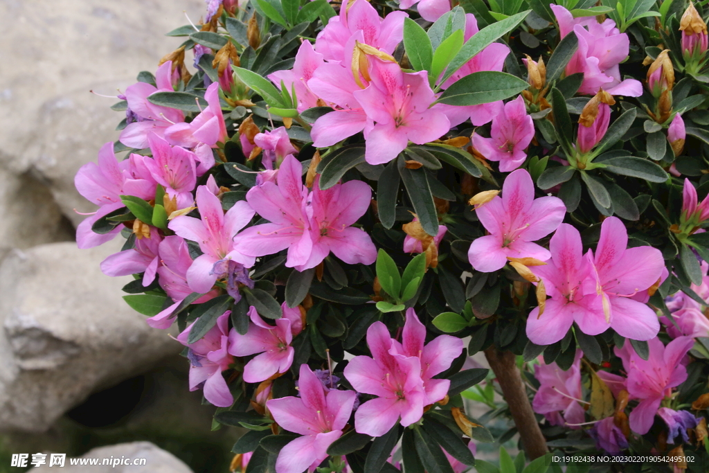 杜鹃花 