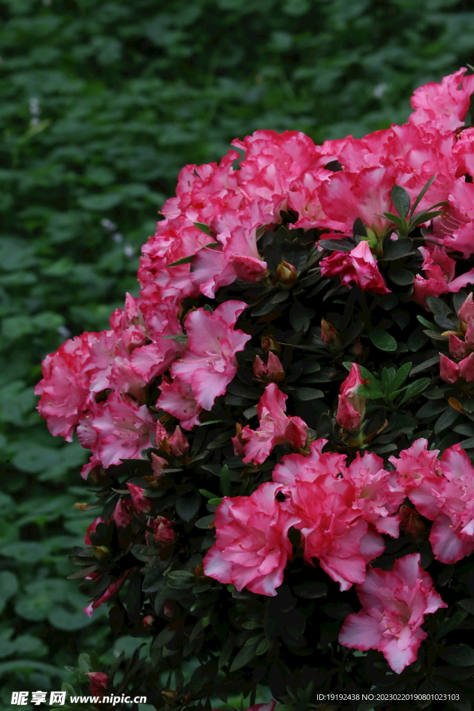 杜鹃花 
