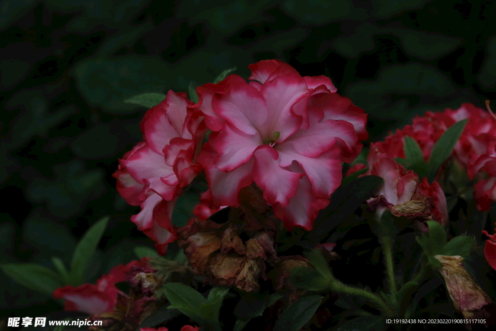 杜鹃花