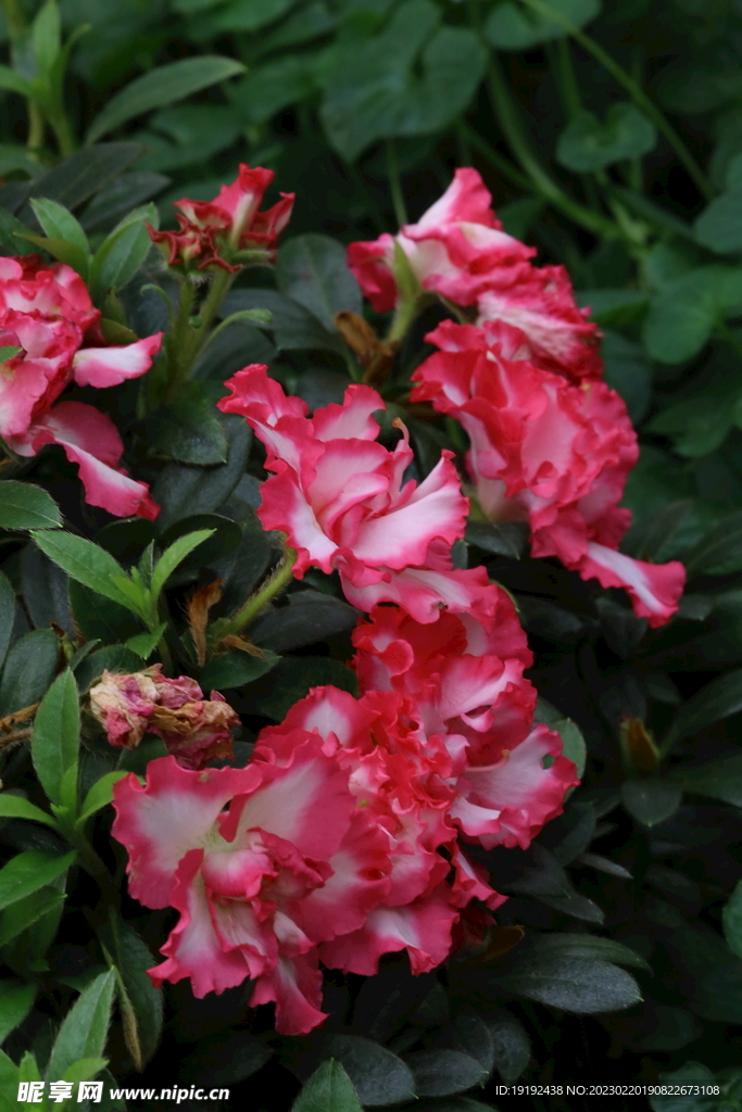 杜鹃花 