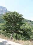 山楂树