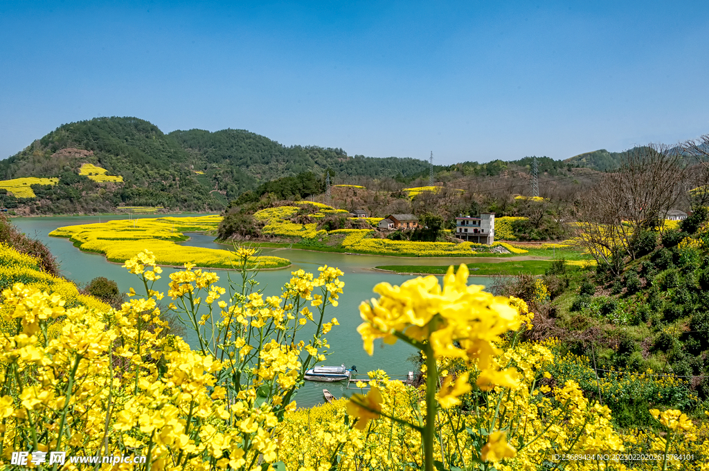 油菜花