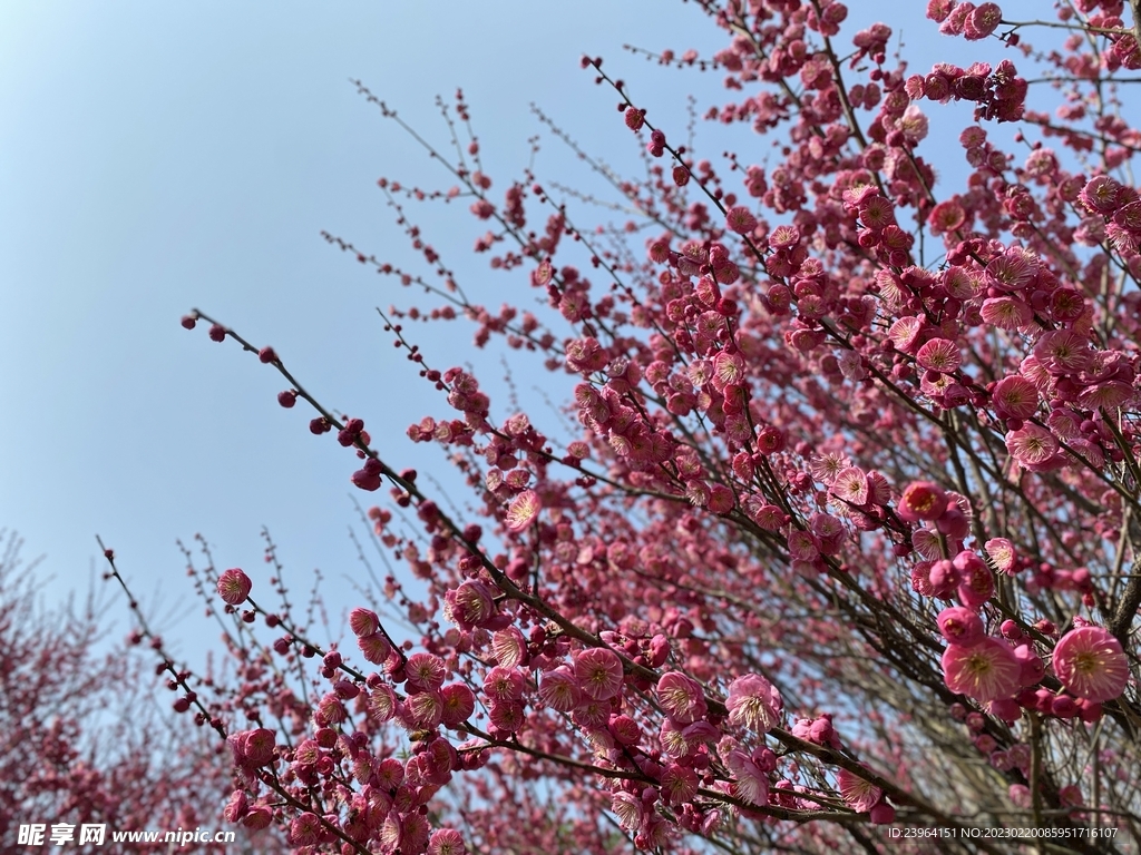 梅花 