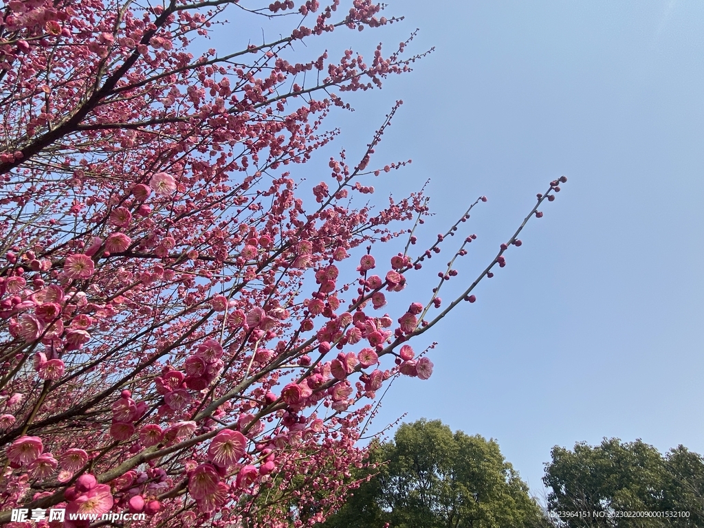 梅花