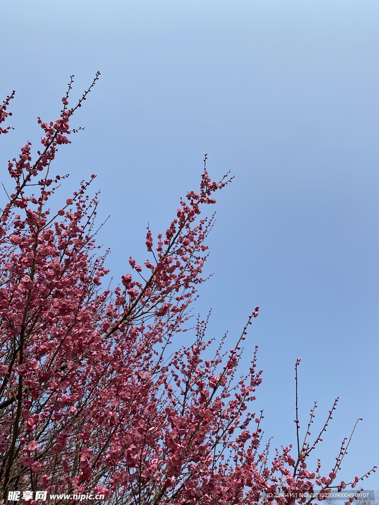 梅花 