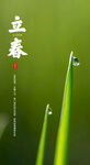 立春