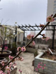 梅花
