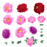 花卉
