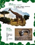 长颈鹿分类