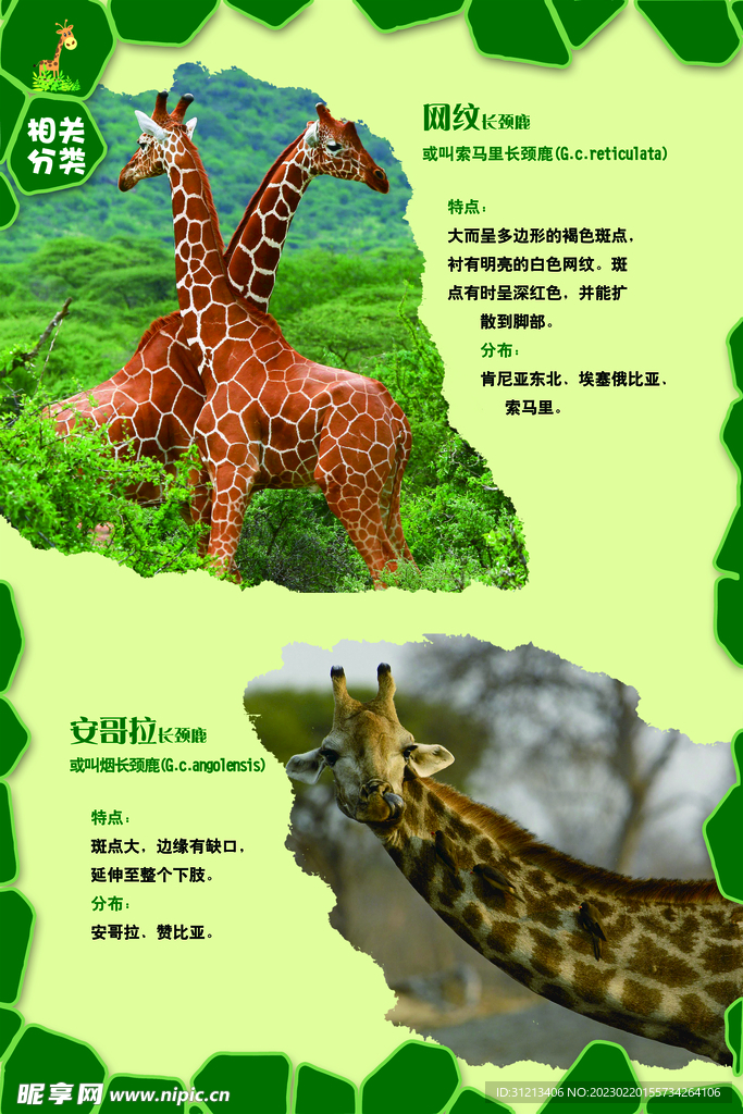 长颈鹿分类