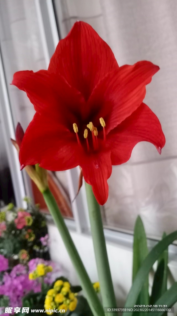 红花
