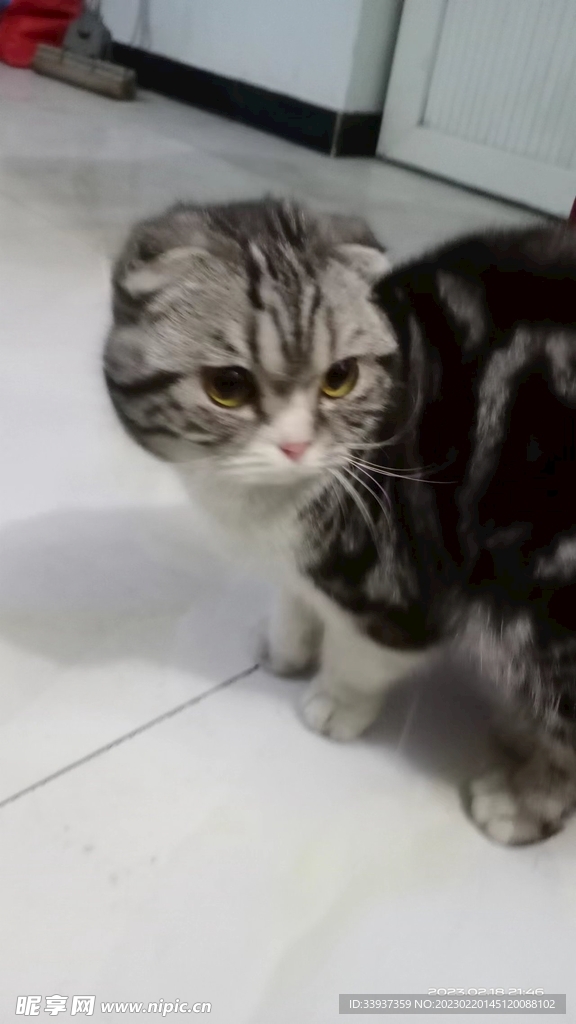 小花猫