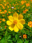 硫华菊